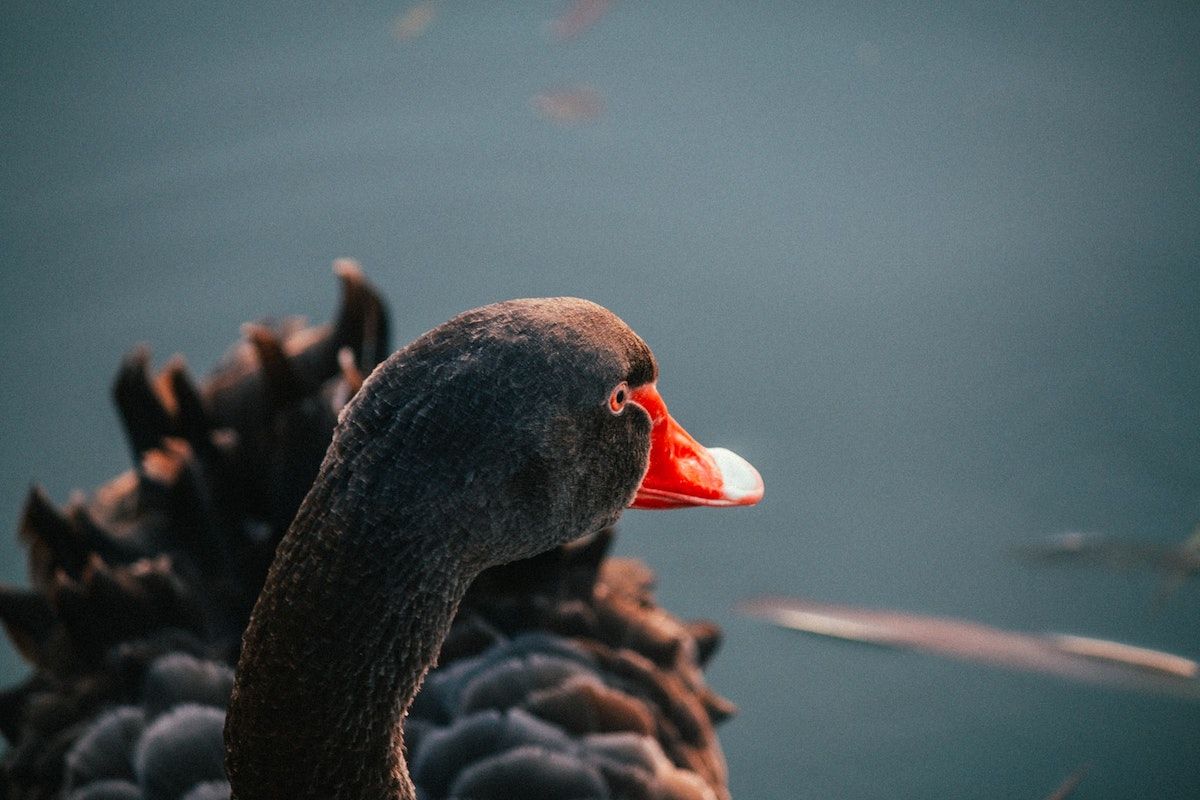 Lee más sobre el artículo ¿Cómo podemos hacer frente a los cisnes negros?